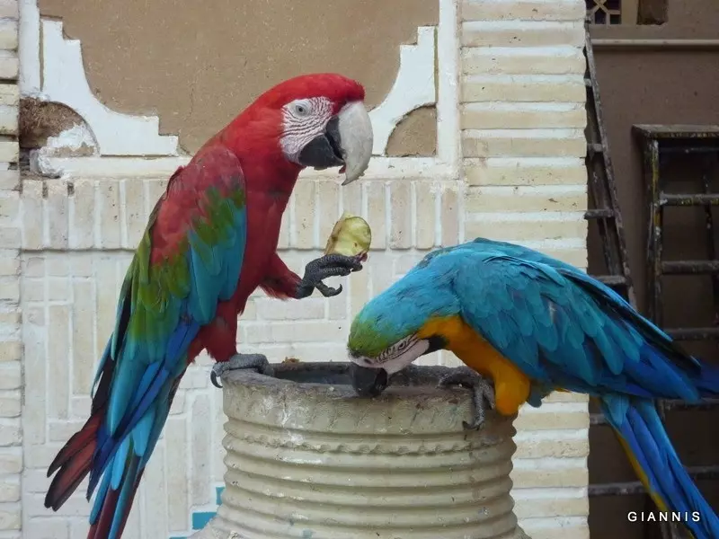 Moshir-al-Mamalek-Hotel-in-Yazd-800x600